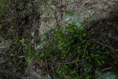 Wahlenbergia rupestris, photographed by John Barkla