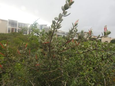 Septulina glauca, photographed by Matthew Fainman