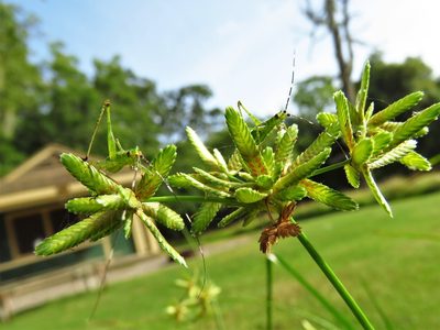 Cyperus ochraceus, photographed by Annika Lindqvist