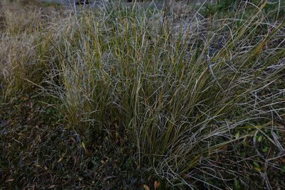 Carex litorosa, photographed by John Barkla