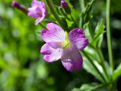Epilobium alpestre, photographed by Wolfgang Jauch