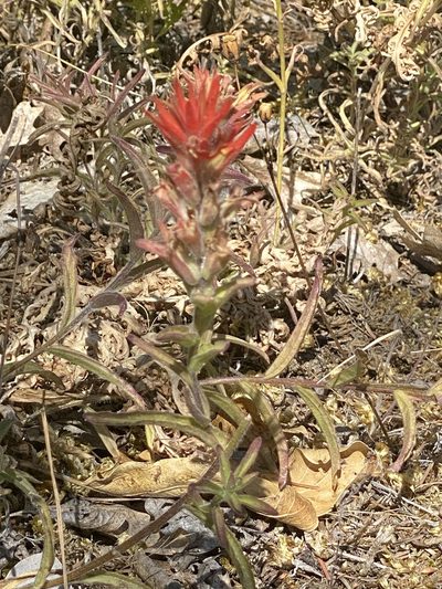 Castilleja pruinosa, photographed by Chris Armstrong