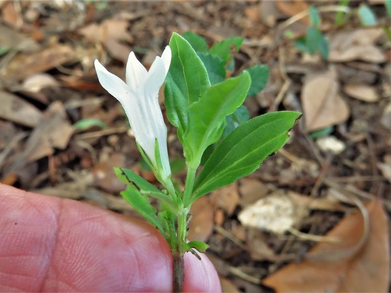 Spigelia texana, photographed by Annika Lindqvist