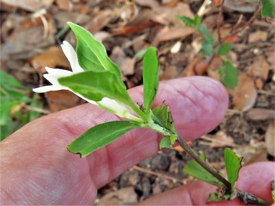 Spigelia texana, photographed by Annika Lindqvist