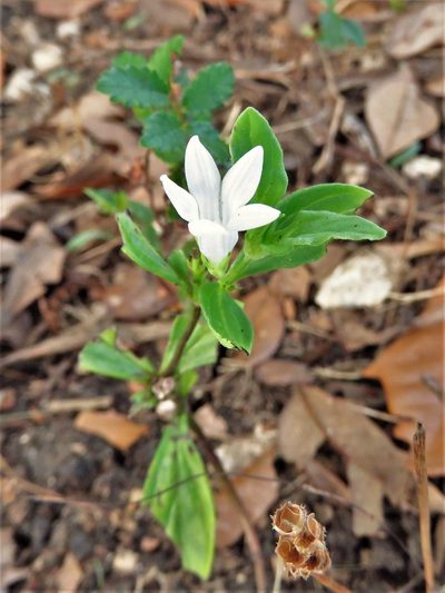 Spigelia texana, photographed by Annika Lindqvist