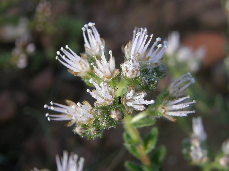 Lobostemon capitatus, photographed by Klaus Wehrlin
