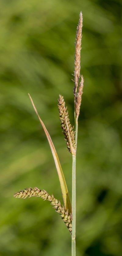 Carex haydenii, photographed by aarongunnar