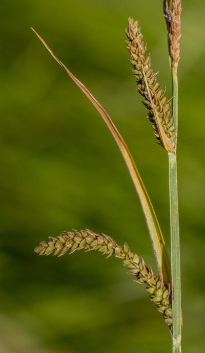 Carex haydenii, photographed by aarongunnar
