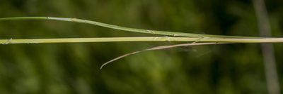 Carex haydenii, photographed by aarongunnar