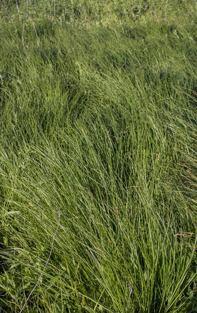 Carex haydenii, photographed by aarongunnar