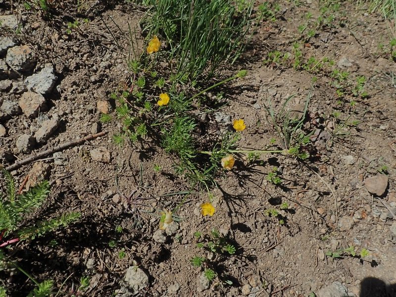 Ranunculus adoneus, photographed by Mitch Van Dyke