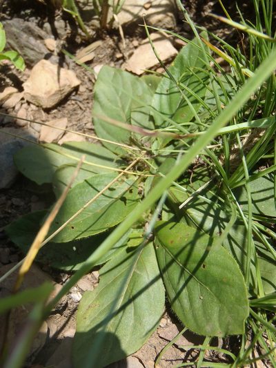 Crabbea acaulis, photographed by Nicola van Berkel
