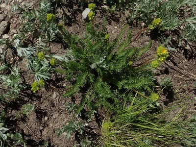 Potentilla gordonii, photographed by Mitch Van Dyke
