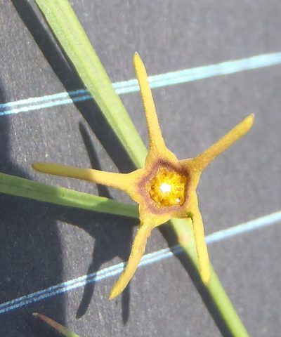Ceropegia chlorantha, photographed by Nicola van Berkel