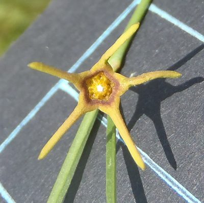 Ceropegia chlorantha, photographed by Nicola van Berkel