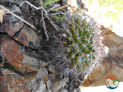 Mammillaria polyedra, photographed by Eugenio Padilla