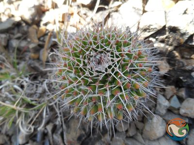 Mammillaria polyedra, photographed by Eugenio Padilla