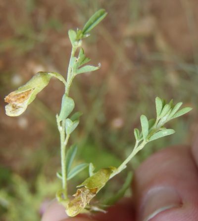 Dichilus lebeckioides, photographed by Nicola van Berkel