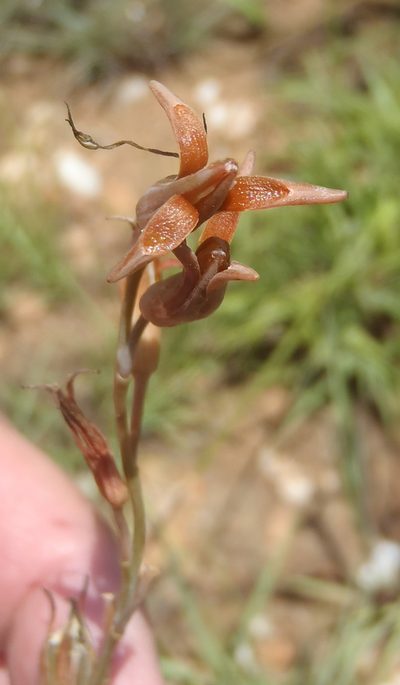 Dipcadi ciliare, photographed by Nicola van Berkel