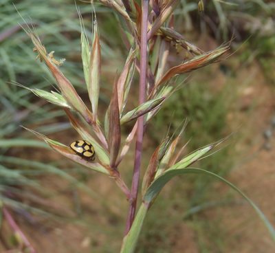Cymbopogon caesius, photographed by Nicola van Berkel