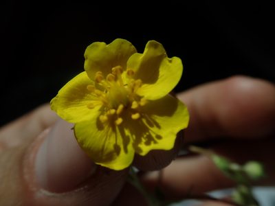 Potentilla gracilis, photographed by Mitch Van Dyke