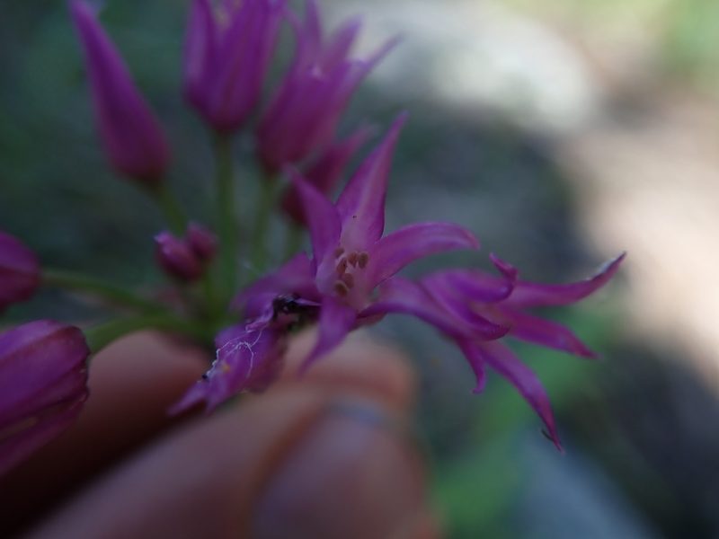 Allium brevistylum, photographed by Mitch Van Dyke