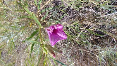 Ipomoea leptophylla, photographed by Brian Dickerson