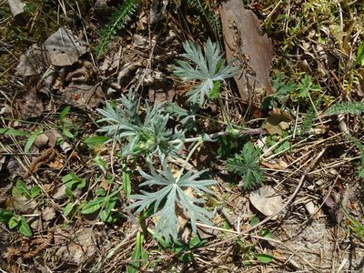 Potentilla neglecta, photographed by Grzegorz Grzejszczak