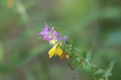 Melampyrum vaudense, photographed by Roland Godon