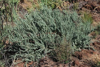 Psoralea velutina, photographed by Charles Stirton