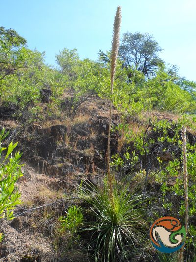Dasylirion serratifolium, photographed by Eugenio Padilla