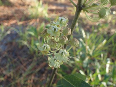 Asclepias tomentosa, photographed by Valerie Anderson
