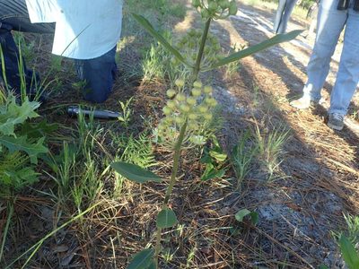 Asclepias tomentosa, photographed by Valerie Anderson