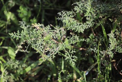 Ambrosia tenuifolia, photographed by Tony Rebelo