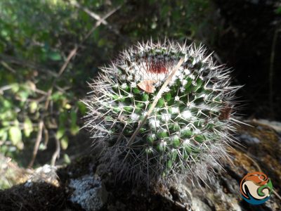 Mammillaria polyedra, photographed by Eugenio Padilla