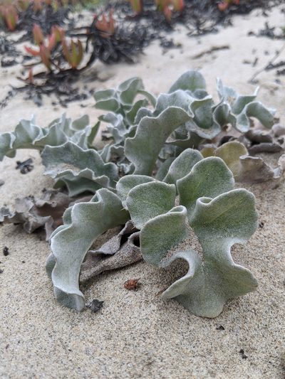 Cirsium rhothophilum, photographed by Alex Heyman