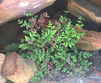 Namaquapteris capensis, photographed by Tony Rebelo