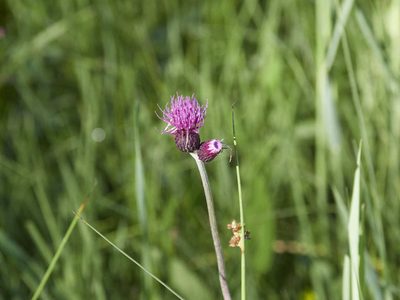 Cirsium rivulare, photographed by Andreas Stiller