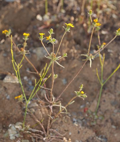 Harmonia guggolziorum, photographed by Steve Matson