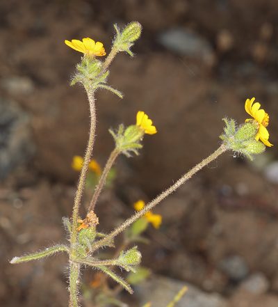Harmonia guggolziorum, photographed by Steve Matson