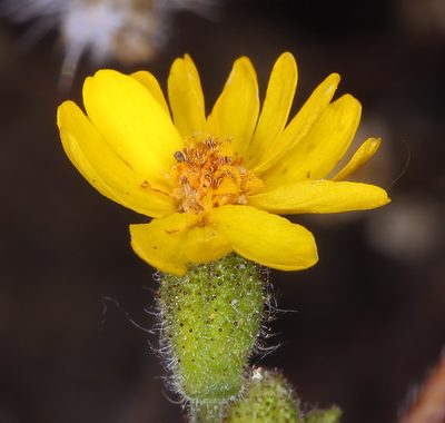 Harmonia guggolziorum, photographed by Steve Matson