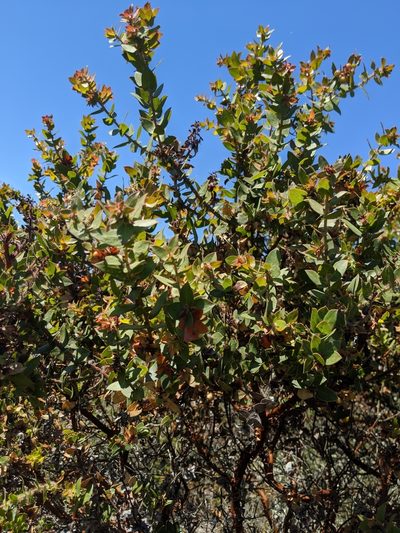 Arctostaphylos purissima, photographed by Alex Heyman