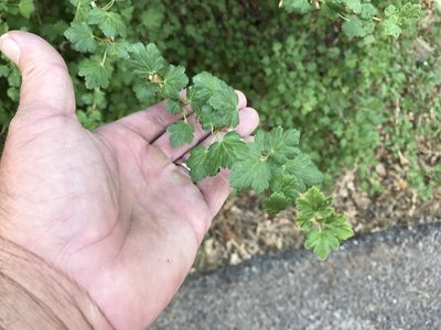 Ribes pinetorum, photographed by CK2AZ