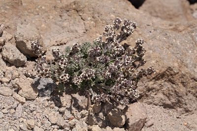 Smelowskia ovalis, photographed by Steve Matson