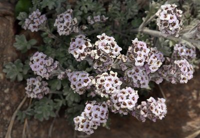 Smelowskia ovalis, photographed by Steve Matson