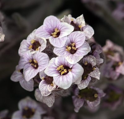 Smelowskia ovalis, photographed by Steve Matson