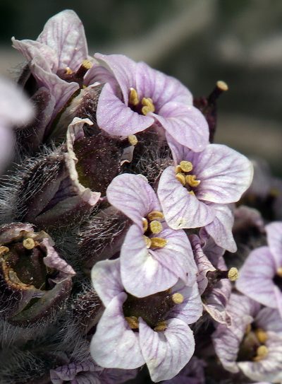 Smelowskia ovalis, photographed by Steve Matson
