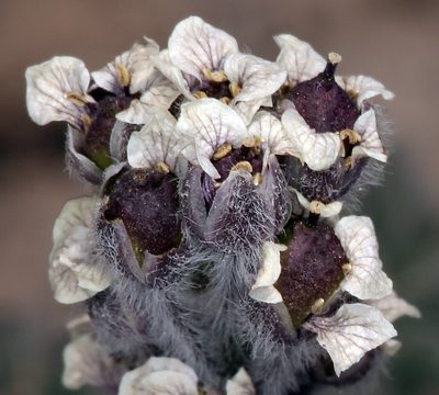 Smelowskia ovalis, photographed by Steve Matson