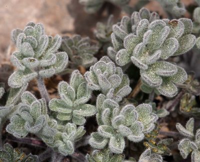 Smelowskia ovalis, photographed by Steve Matson
