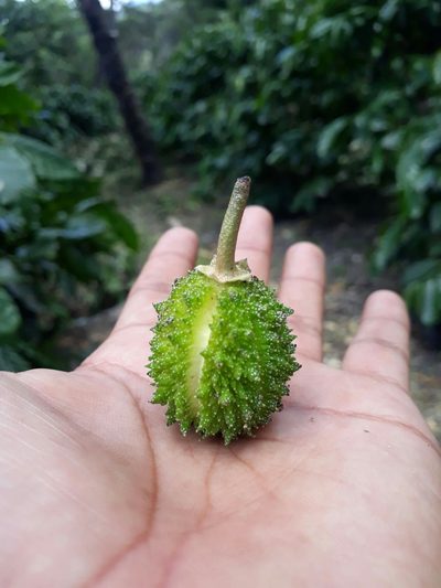 Croton guatemalensis, photographed by Saban-Sequén, E.A.